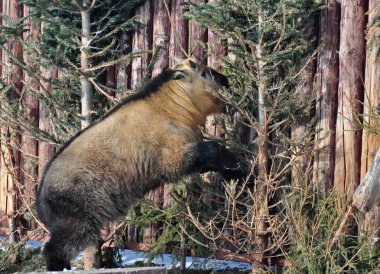 Takin çitlere yaslanır