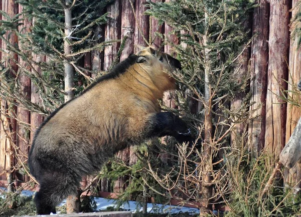 Takin Penche Contre Clôture — Photo