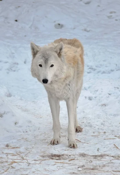 Uno Sguardo Più Vicino Lupo Tundra — Foto Stock