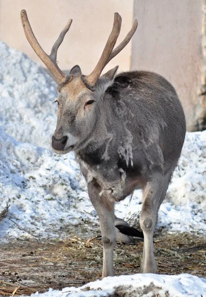 Rendieren Met Een Zonnige Dag — Stockfoto