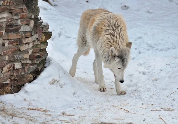 Toendra Wolf Wandelen Sneeuw — Stockfoto