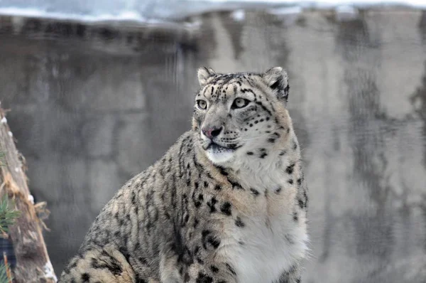 Irbis bir yan görünüyor