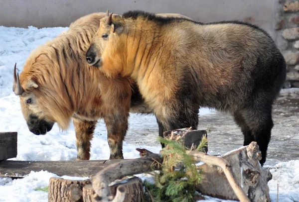 Twee Grote Takin Sneeuw — Stockfoto