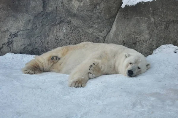 ホッキョクグマの冬の日 — ストック写真