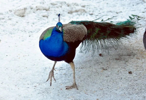 Tavus kuşu karda yürüyor.