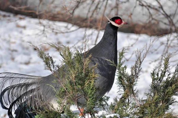 Köknar için külü sülün