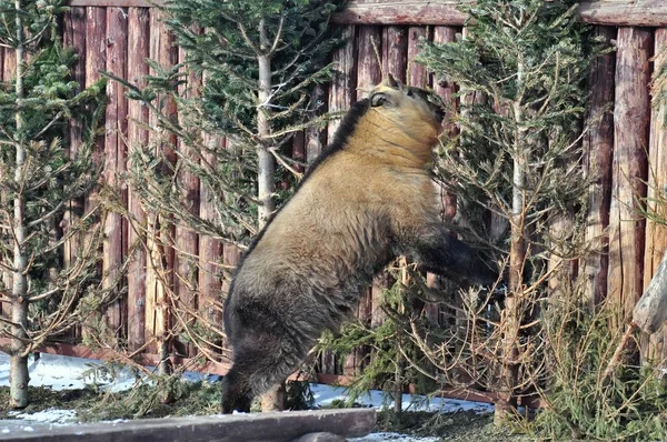塔金在冬天吃云杉 — 图库照片