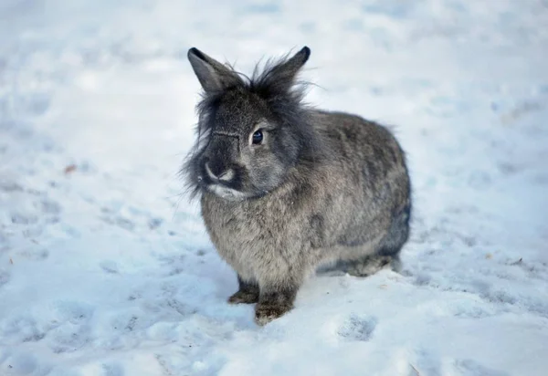 Pluizige Konijn Sneeuw Stockafbeelding