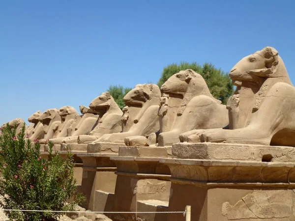 Sculptures of sheep in Luxor