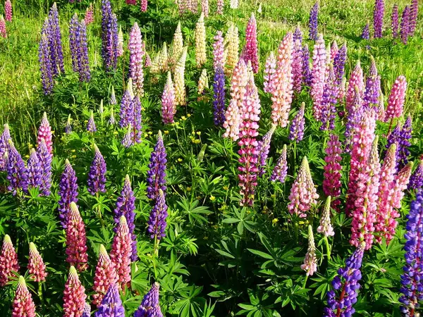 Lupins Coloridos Campo — Fotografia de Stock