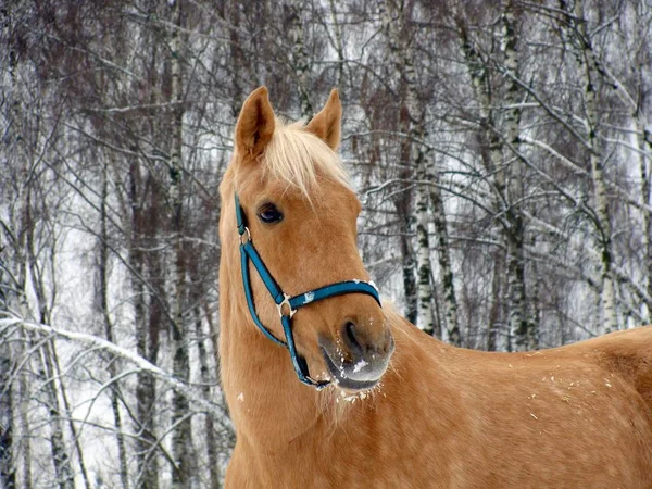 Portret Van Een Zout Paard Een Winterdag — Stockfoto