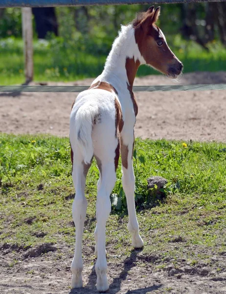 草の上のパイボールドの子馬 — ストック写真