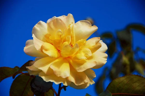 Krásná Žlutá Růže Modrém Pozadí — Stock fotografie