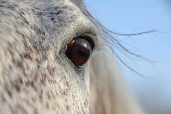 Ausdrucksstarkes Auge Eines Schimmelpferdes — Stockfoto