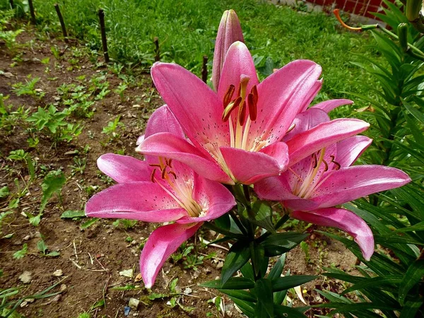 Pink Day Lelies Zomerdag Rechtenvrije Stockafbeeldingen