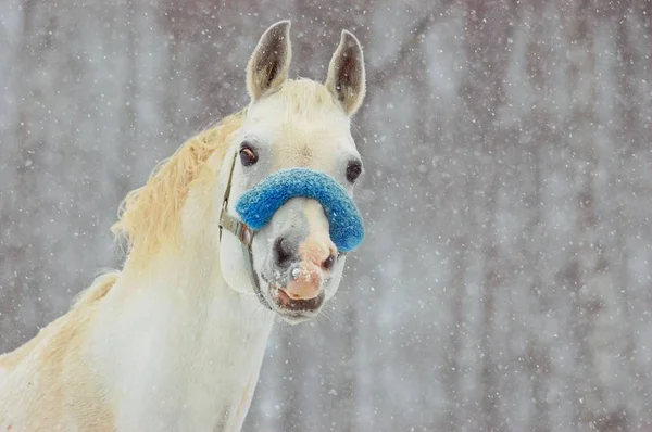 雪の中のアラブの種馬 — ストック写真