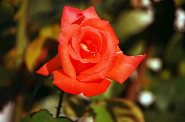 Červená Růže Slunci — Stock fotografie