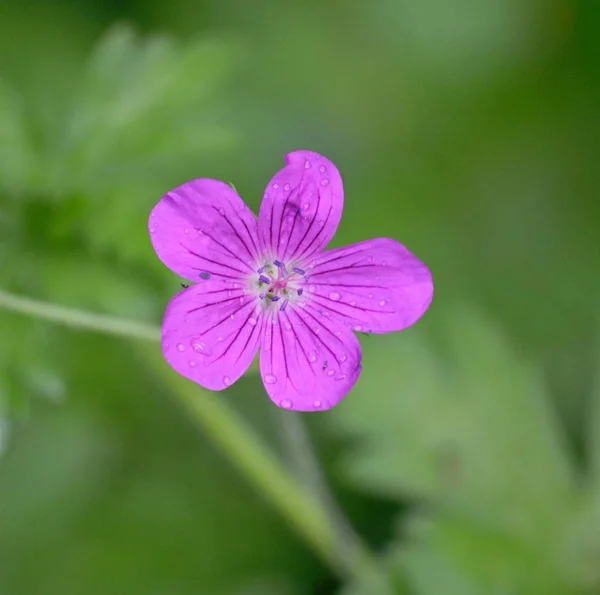 Fliederfarbene Blume Mit Tautropfen — Stockfoto
