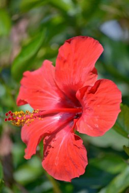 Kırmızı ebegümeci yaz günü