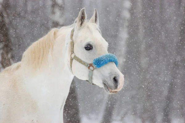 Arap aygırı portresi