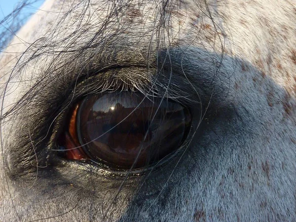 Paard Oog Close — Stockfoto