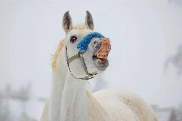 Sorria Cavalo Cinza Inverno — Fotografia de Stock