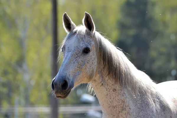 Retrato Cavalo Cinzento — Fotografia de Stock