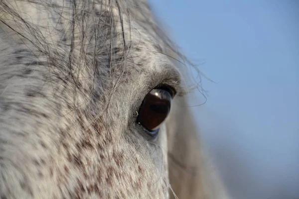 Grijs Paard Oog — Stockfoto