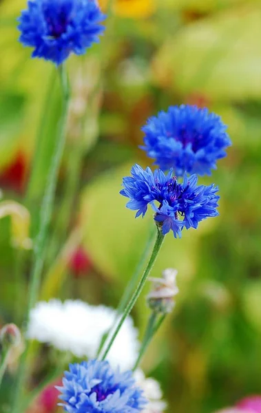 Blaue Kornblumen Auf Dem Feld — Stockfoto