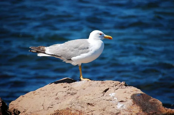 Seagull on a sunny day at the sea