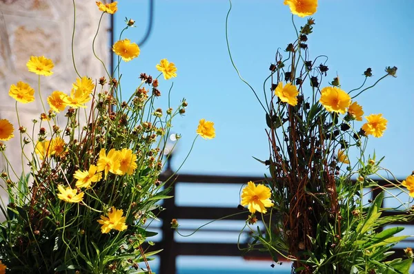 Gelbe Blumen Einem Sommertag — Stockfoto