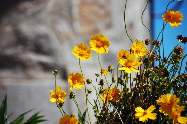 Gelbe Blumen Auf Steinen — Stockfoto