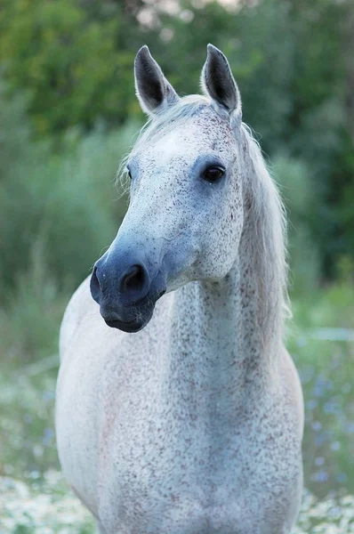 Portret Van Grijs Paard Zomer — Stockfoto