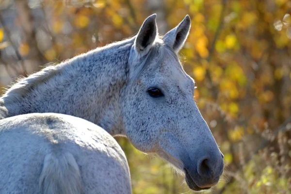 Grijs Paard Herfst Dag — Stockfoto