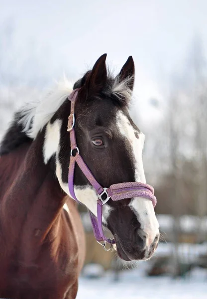 Boynuz Mare Portresi — Stok fotoğraf