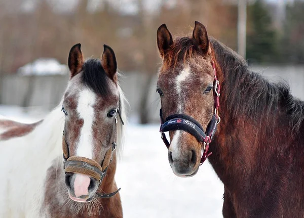 Kışın iki genç mares