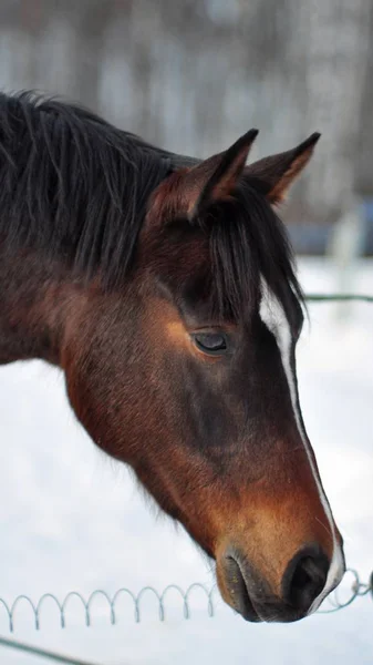 Cheval Arabe Journée Hiver — Photo