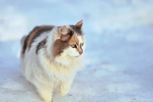 Fluffy Tricolor Cat Zimě — Stock fotografie