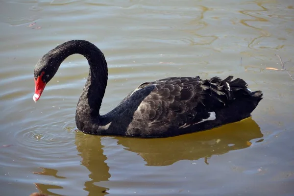 Cygne Noir Sur Étang — Photo