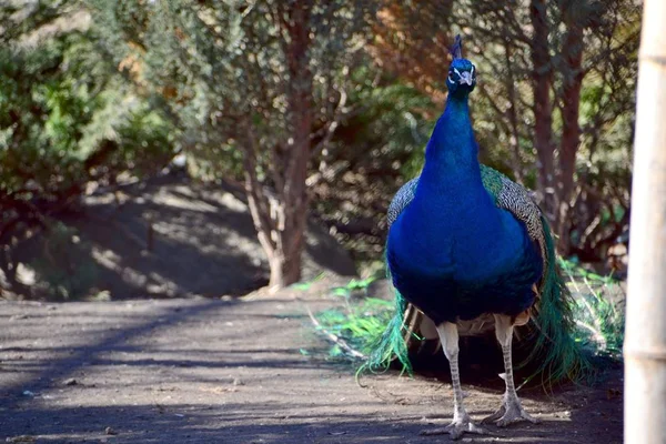 Parlak tavus kuşu yolda duruyor