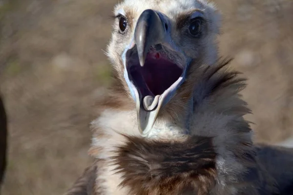 Avvoltoio Becco Aperto — Foto Stock