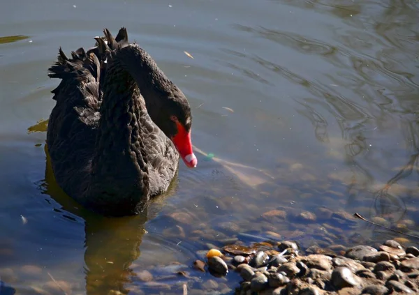 Élégant Cygne Noir Sur Étang — Photo