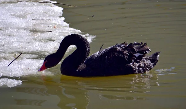 Cygne Noir Sur Étang Hiver — Photo