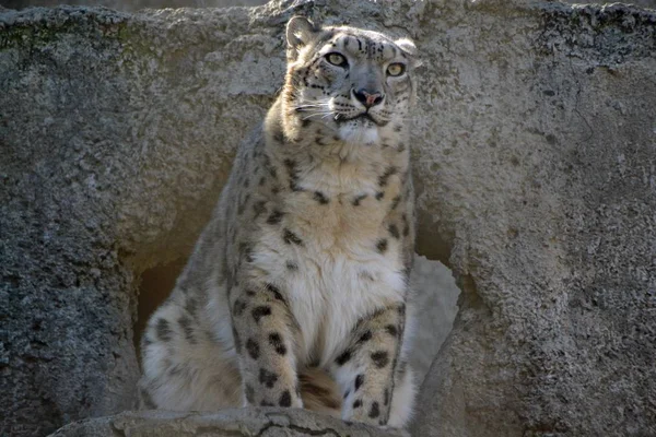 Leopardo Nieve Alto Del Mauntain — Foto de Stock