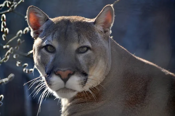 Güneşte Puma yakın çekim