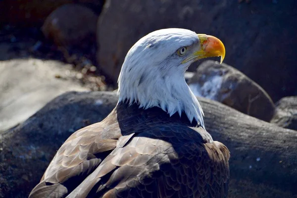 Aquila Calva Primo Piano — Foto Stock