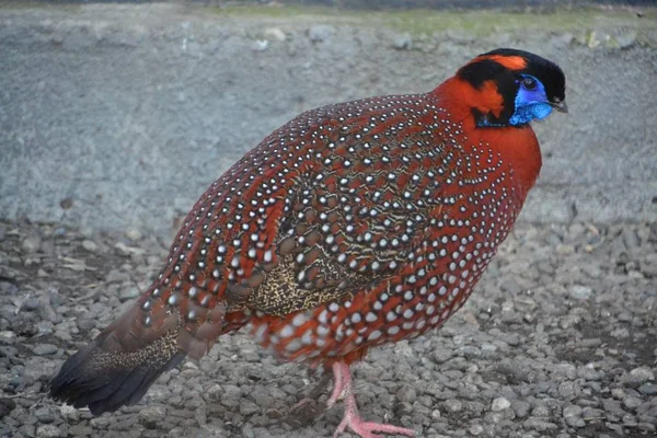 Tragopan Temmincki Auf Dem Boden — Stockfoto