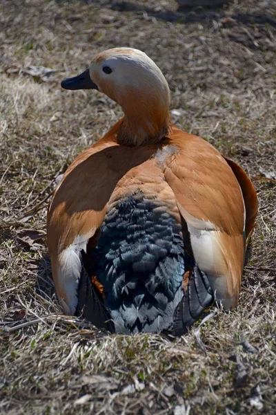 Ördek Ogor Çimenlerin Üzerinde Yatıyor — Stok fotoğraf