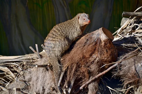 Gestreifter Mungo Auf Einem Baum — Stockfoto