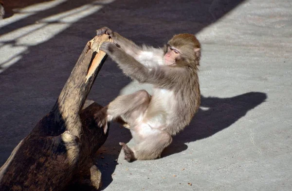 Mono Jugando Con Árbol — Foto de Stock